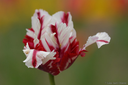 tulipa0605jjo_0480.JPG