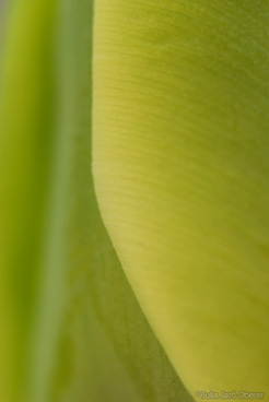 tulpen_jjo0703_0057k.jpg