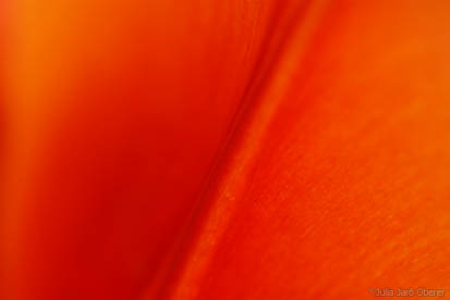 8_tulipa0605jjo_0030.jpg
